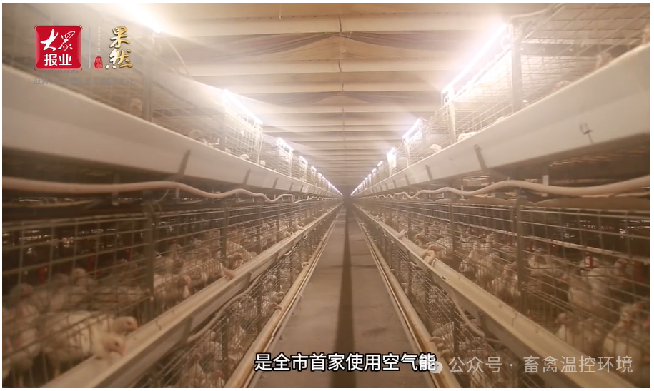 全市首家使用空氣能采暖養(yǎng)殖企業(yè)|張加書：從會(huì)養(yǎng)雞到“慧”養(yǎng)雞，科技賦能循環(huán)農(nóng)業(yè)